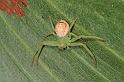 Diaea_evanida_D7719_Z_89_North Stradbroke island_Australie
